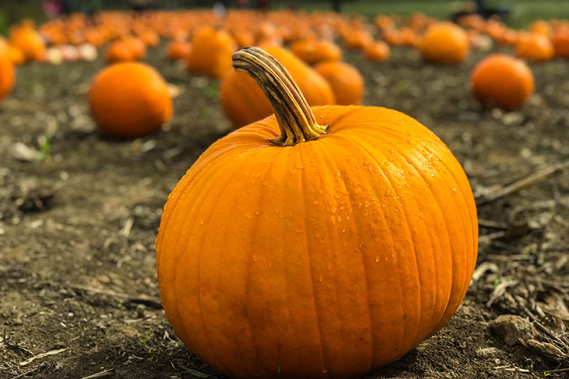 Pumpkin Patch